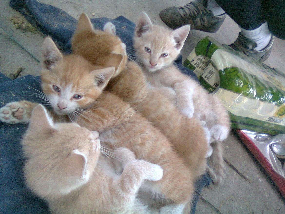 Huskat Gustav *SOLGT* billede 4