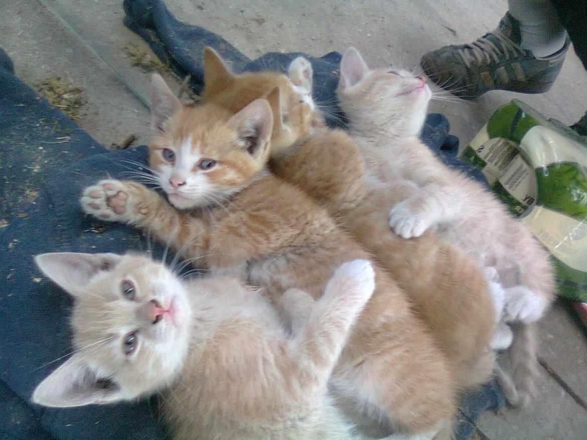 Huskat Gustav *SOLGT* billede 5