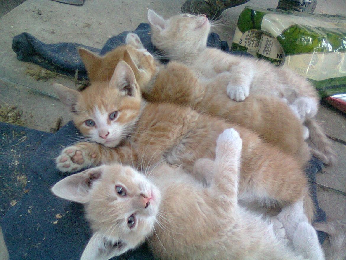 Huskat Gustav *SOLGT* billede 6