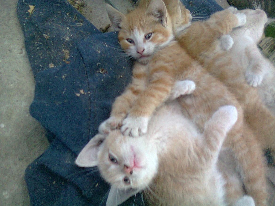 Huskat Gustav *SOLGT* billede 7