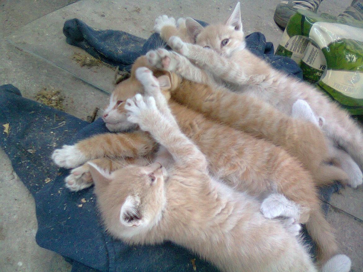 Huskat Gustav *SOLGT* billede 8