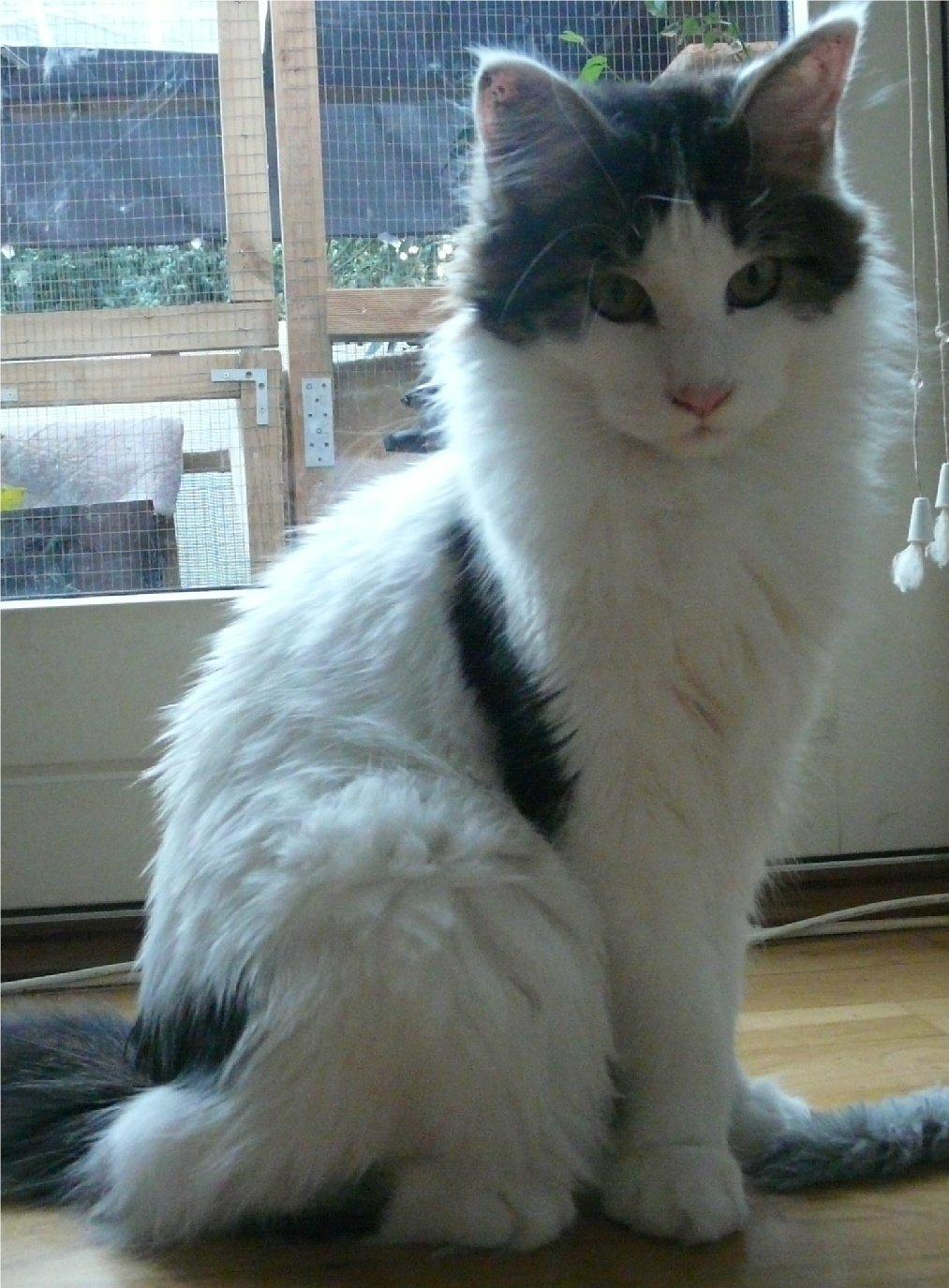 Maine Coon Tais billede 4