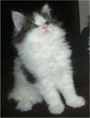 Maine Coon Tais billede 10