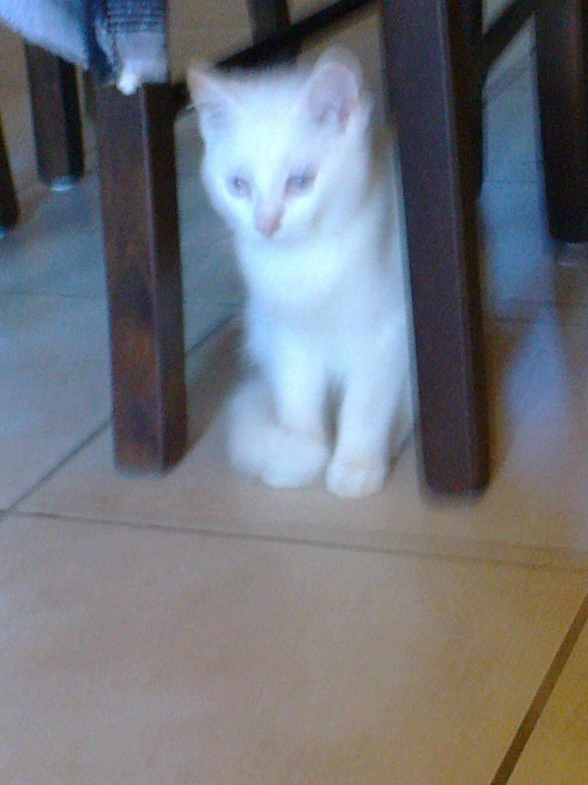 Blanding af racer Figaro billede 1