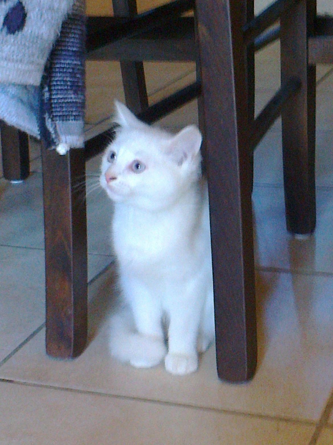 Blanding af racer Figaro billede 2