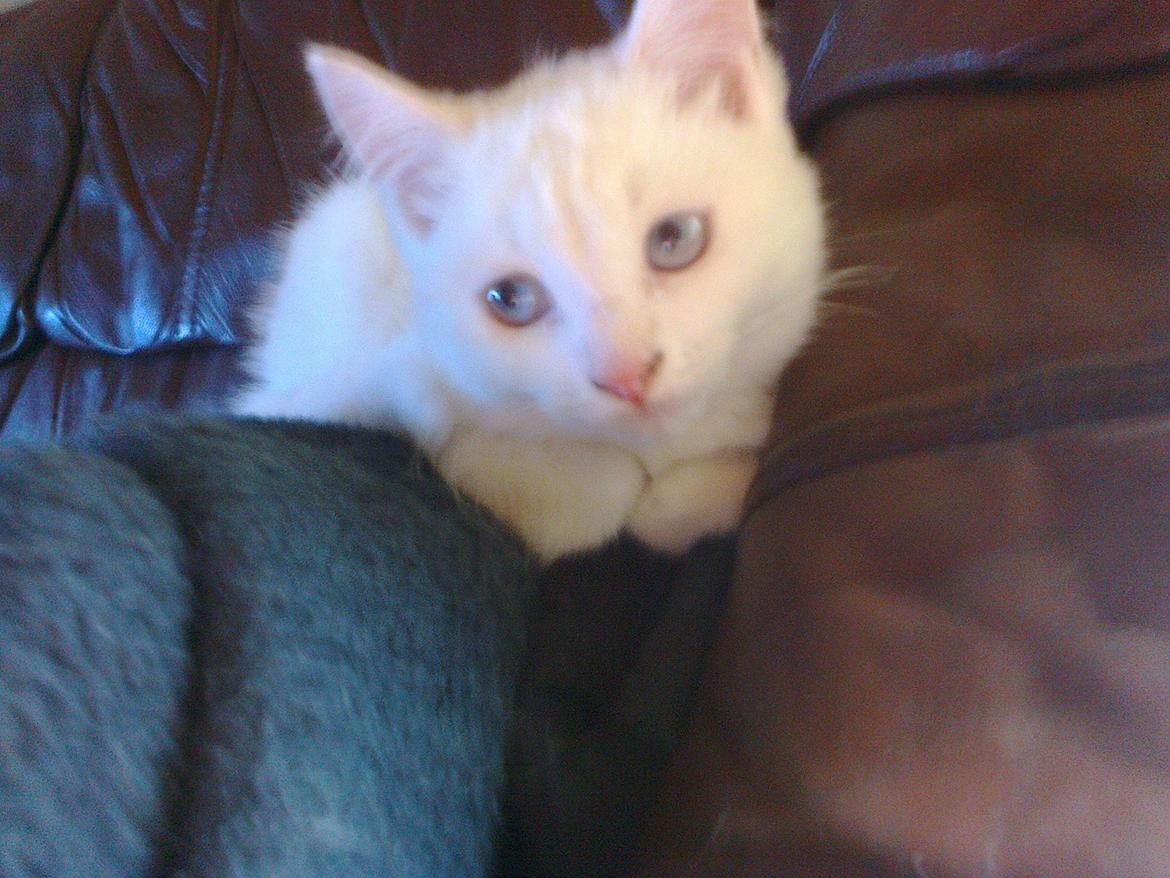 Blanding af racer Figaro billede 3