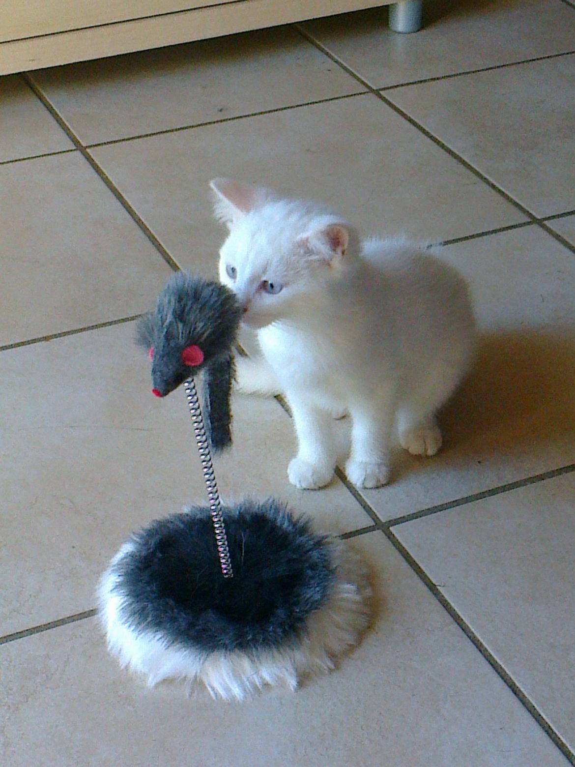 Blanding af racer Figaro billede 4