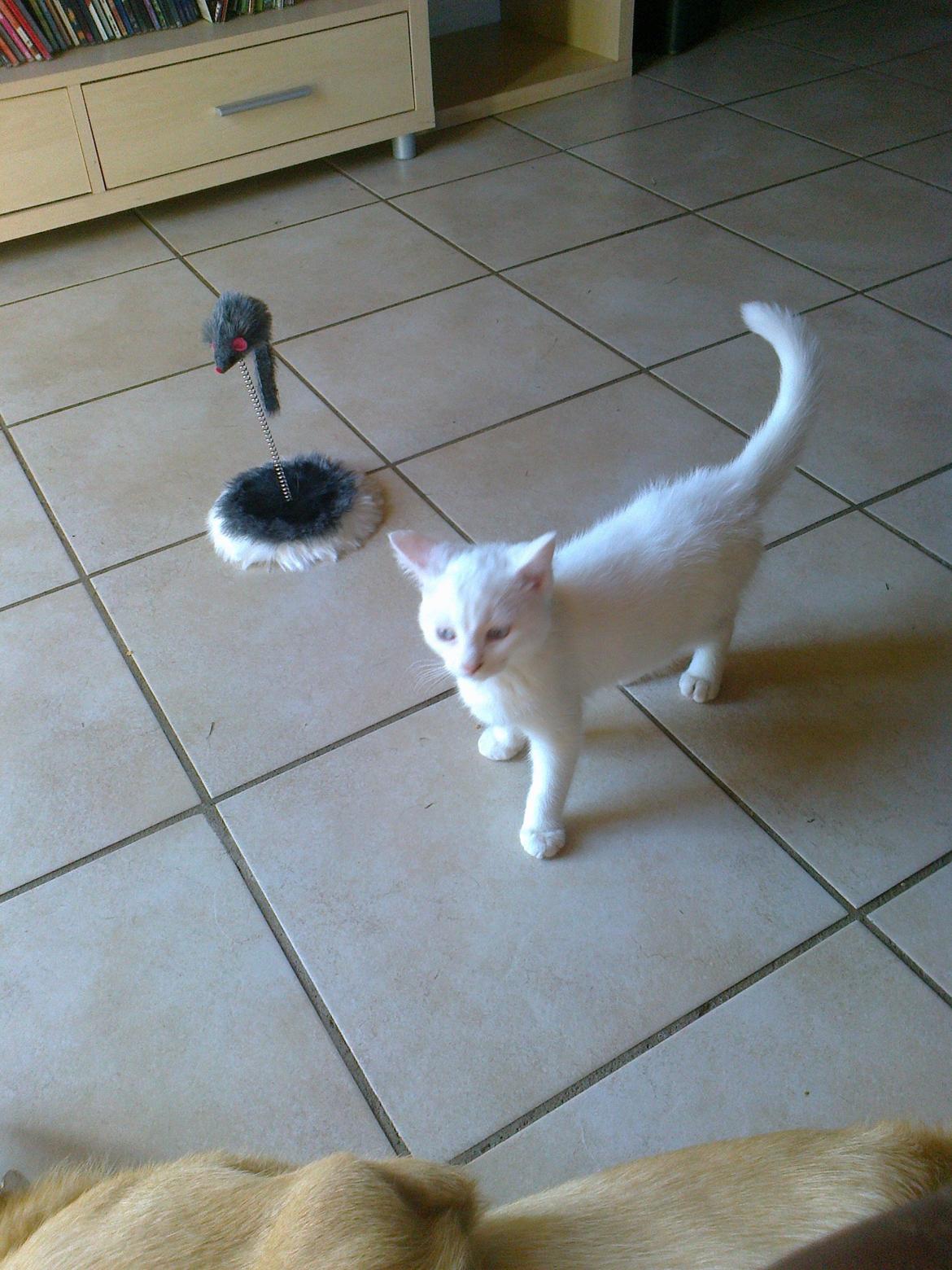 Blanding af racer Figaro billede 5