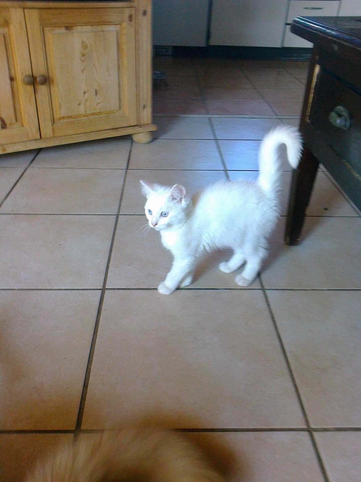 Blanding af racer Figaro billede 6