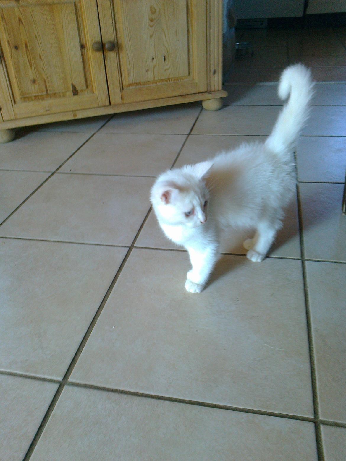 Blanding af racer Figaro billede 7