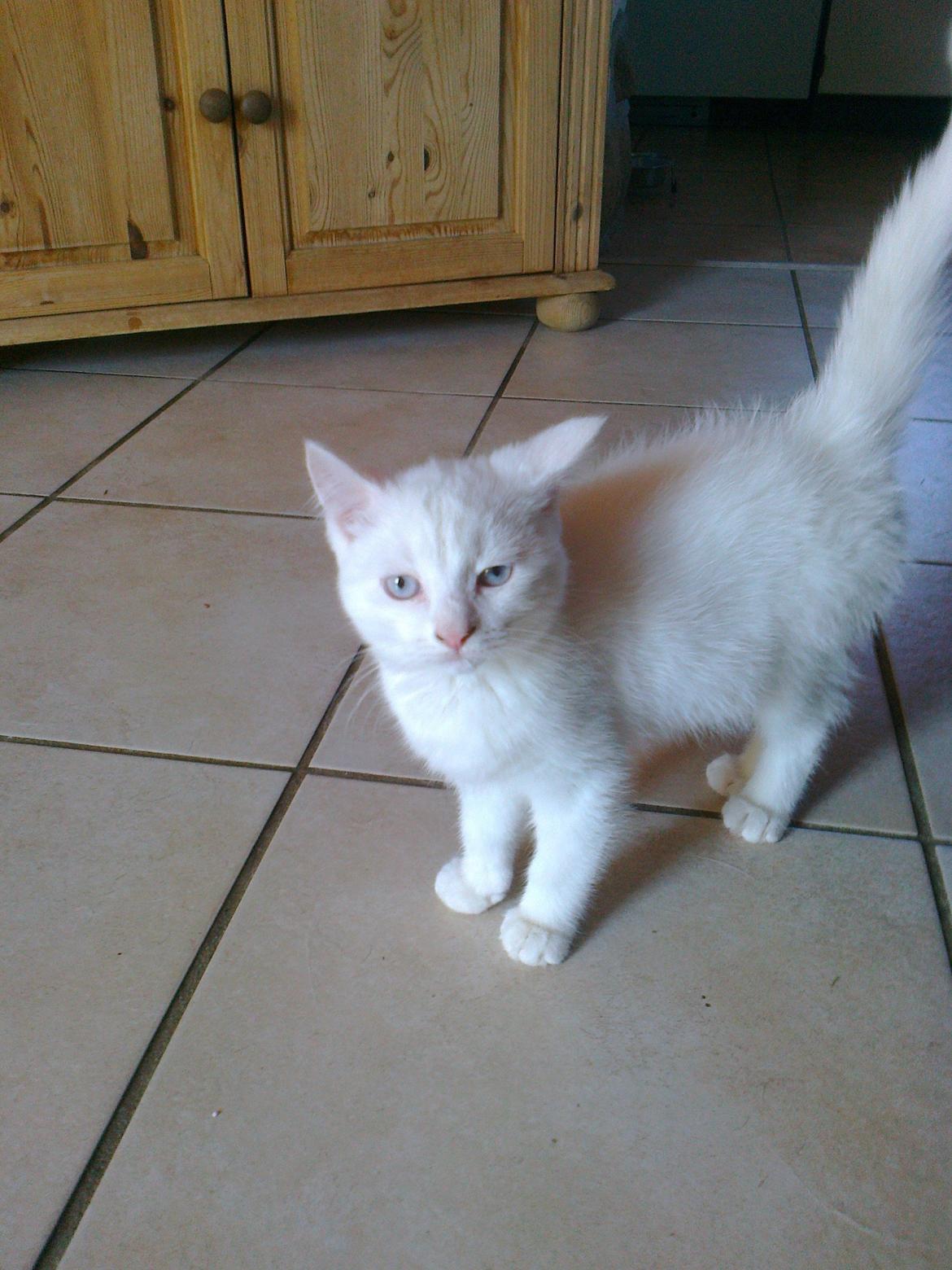 Blanding af racer Figaro billede 8