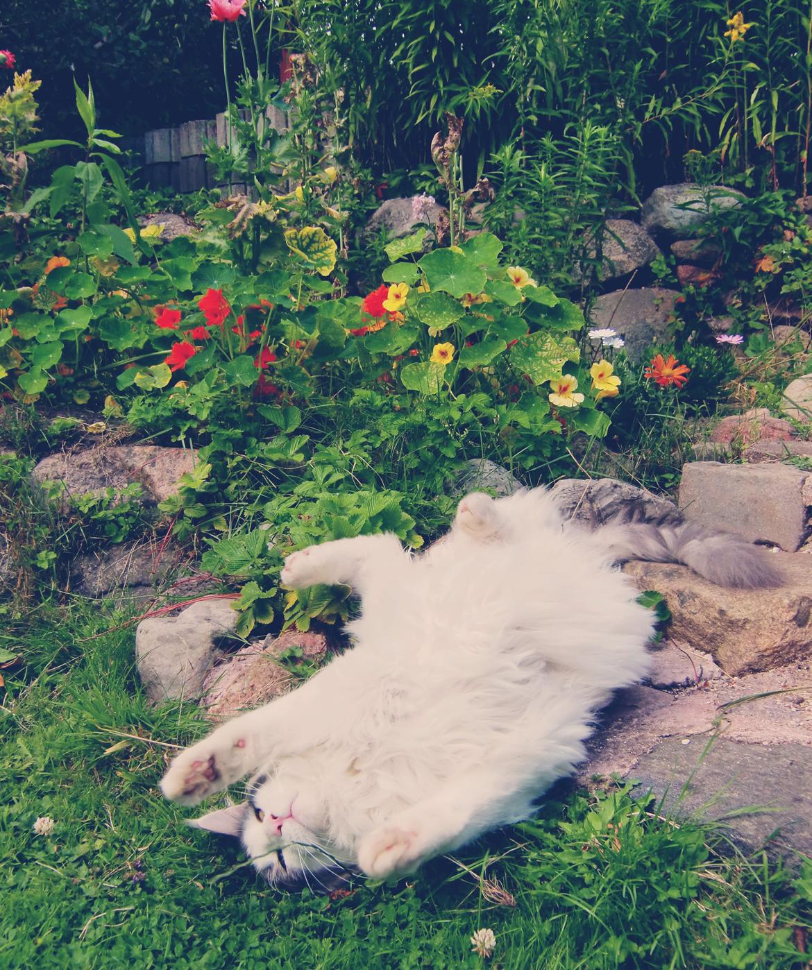 Maine Coon Milkiway - August 2012
1 år og 10 måneder gammel billede 6