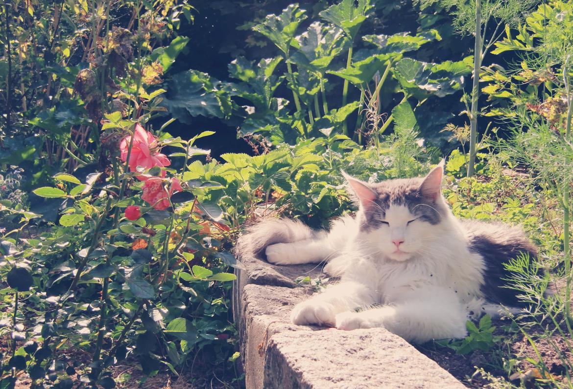 Maine Coon Milkiway - August 2012
1 år og 10 måneder gammel billede 5