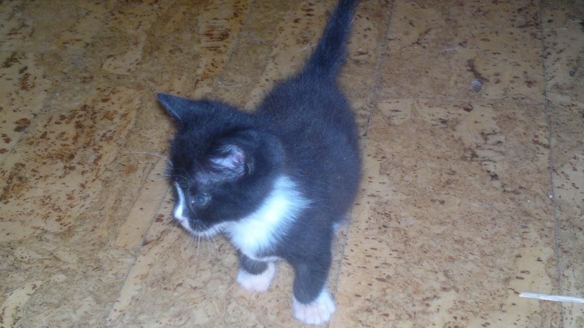 Huskat Niko - Nu er jeg næsten 5 uger gammel.. pas på verden her kommer jeg... billede 7
