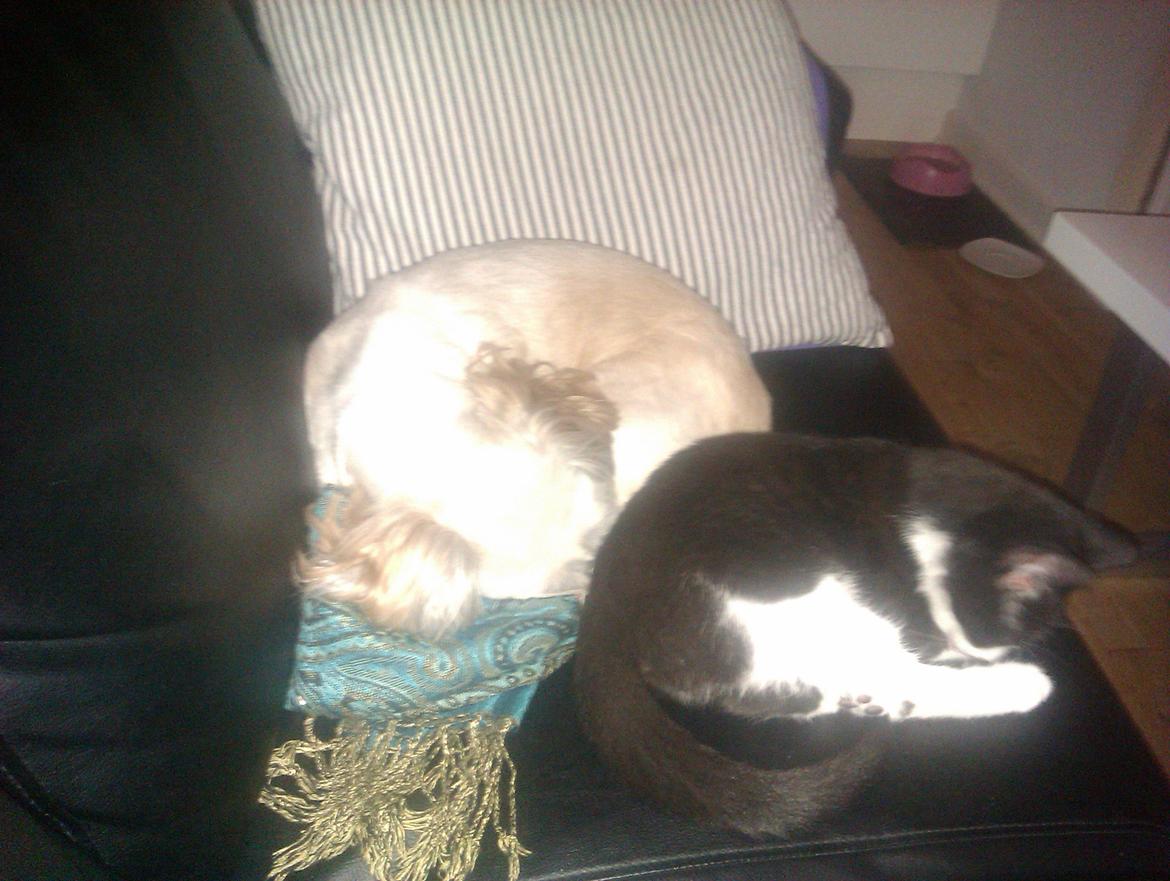 Huskat Dexter - Jeg elsker at ligge tæt på min storesøster og putte.  billede 1