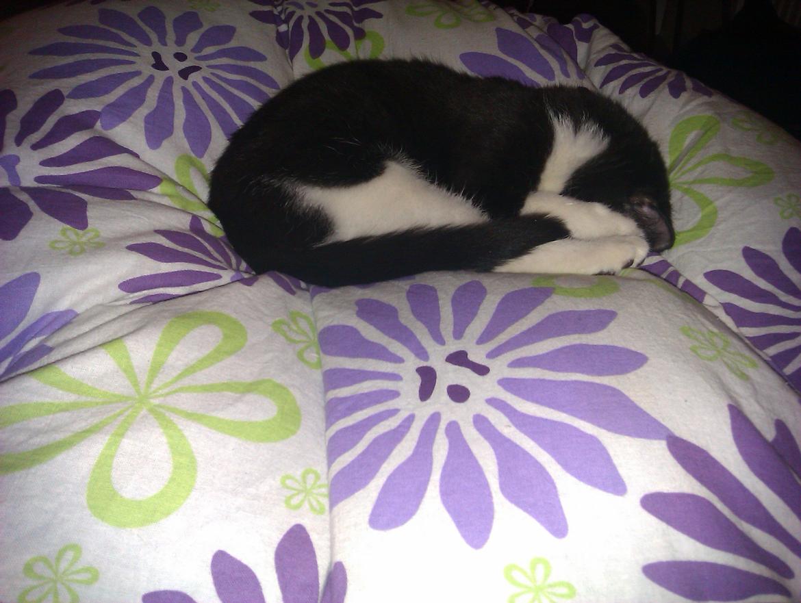 Huskat Dexter - Mor har taget dynen med hen i sofaen, så mens hun så film tog jeg mig en lille lur :D billede 2