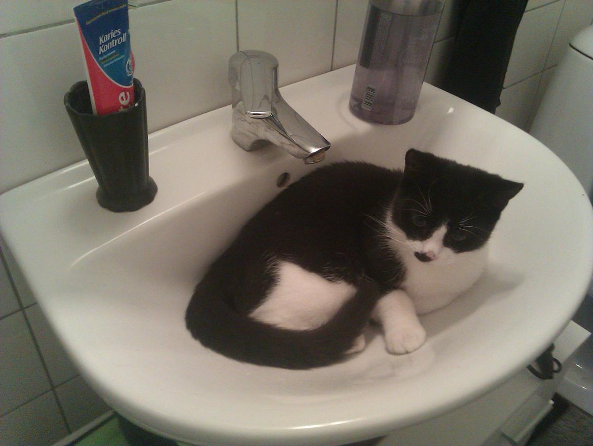 Huskat Dexter - Det her er min dejlige seng :) også selvom mor siger jeg godt må sove i hendes.  billede 4