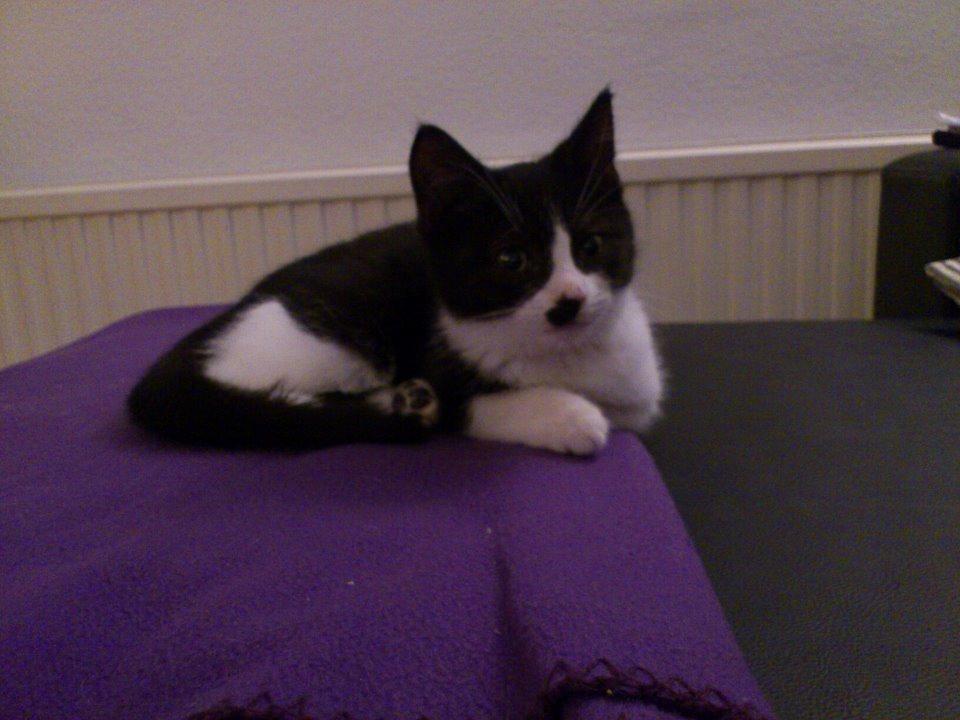 Huskat Dexter - Såå sød <3 billede 5