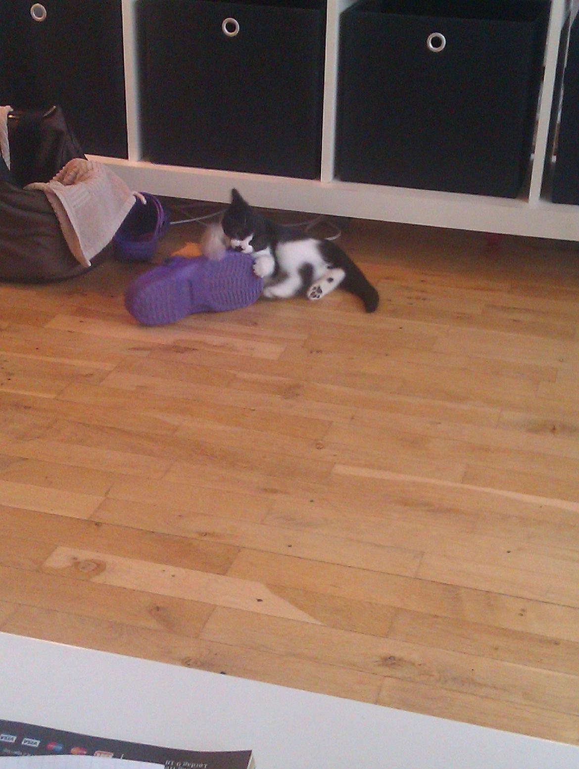 Huskat Dexter - Det bedste ved at være lille var at jeg kunne komme ind i mors sutsko.. Jeg prøver stadig men kan ikke være der mere...  billede 6