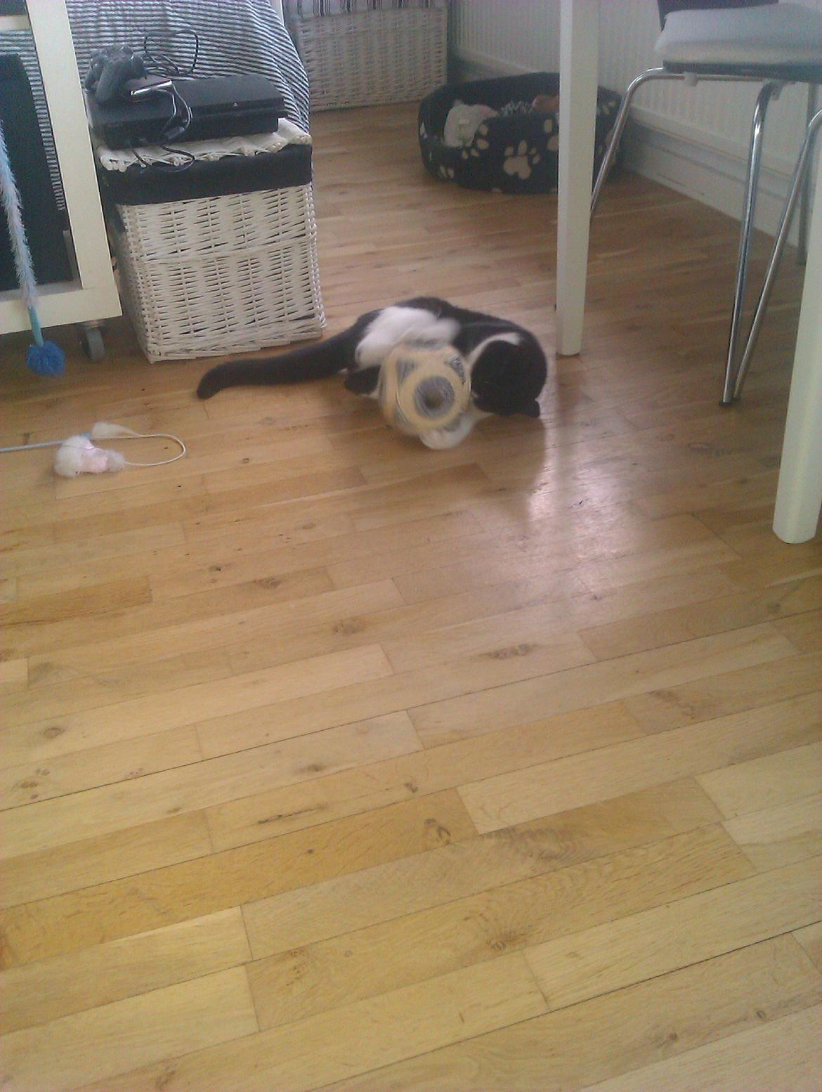 Huskat Dexter - Mit legetøj fra moster. :) Den er rigtig sjov kan i tro..  billede 7