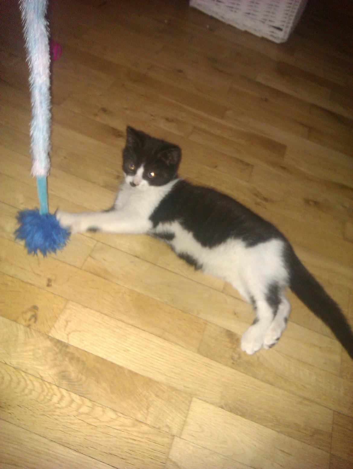 Huskat Dexter - Her er jeg stadig kun en lille killing.. Jeg er træt efter at ha leget ta fat med mor.  billede 8