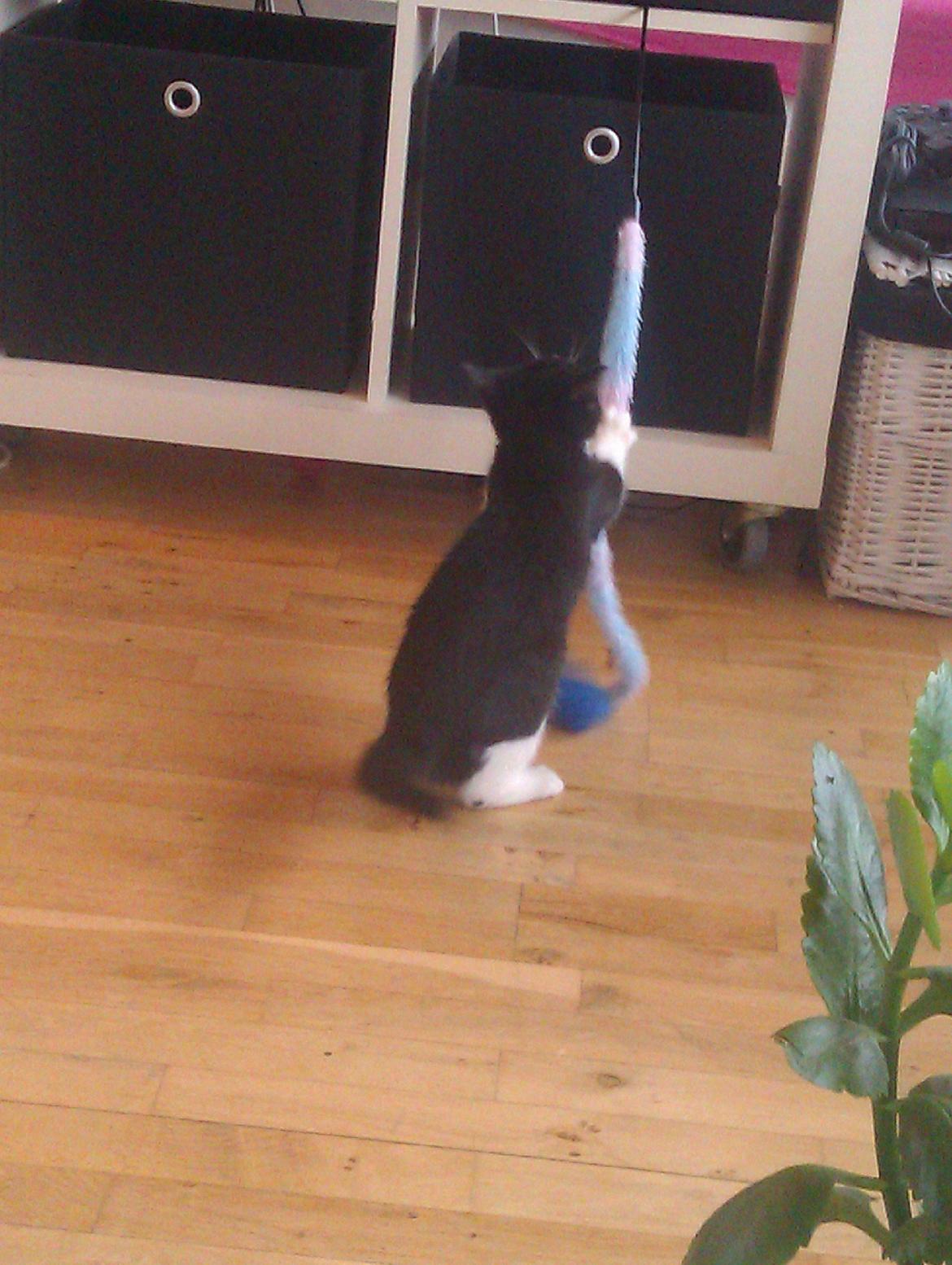 Huskat Dexter - Jeg leger bedst selv, så det er dejligt at mor har hængt mit "ta fat" legetøj op, så jeg selv kan bestemme hvornår jeg vil lege :) billede 9