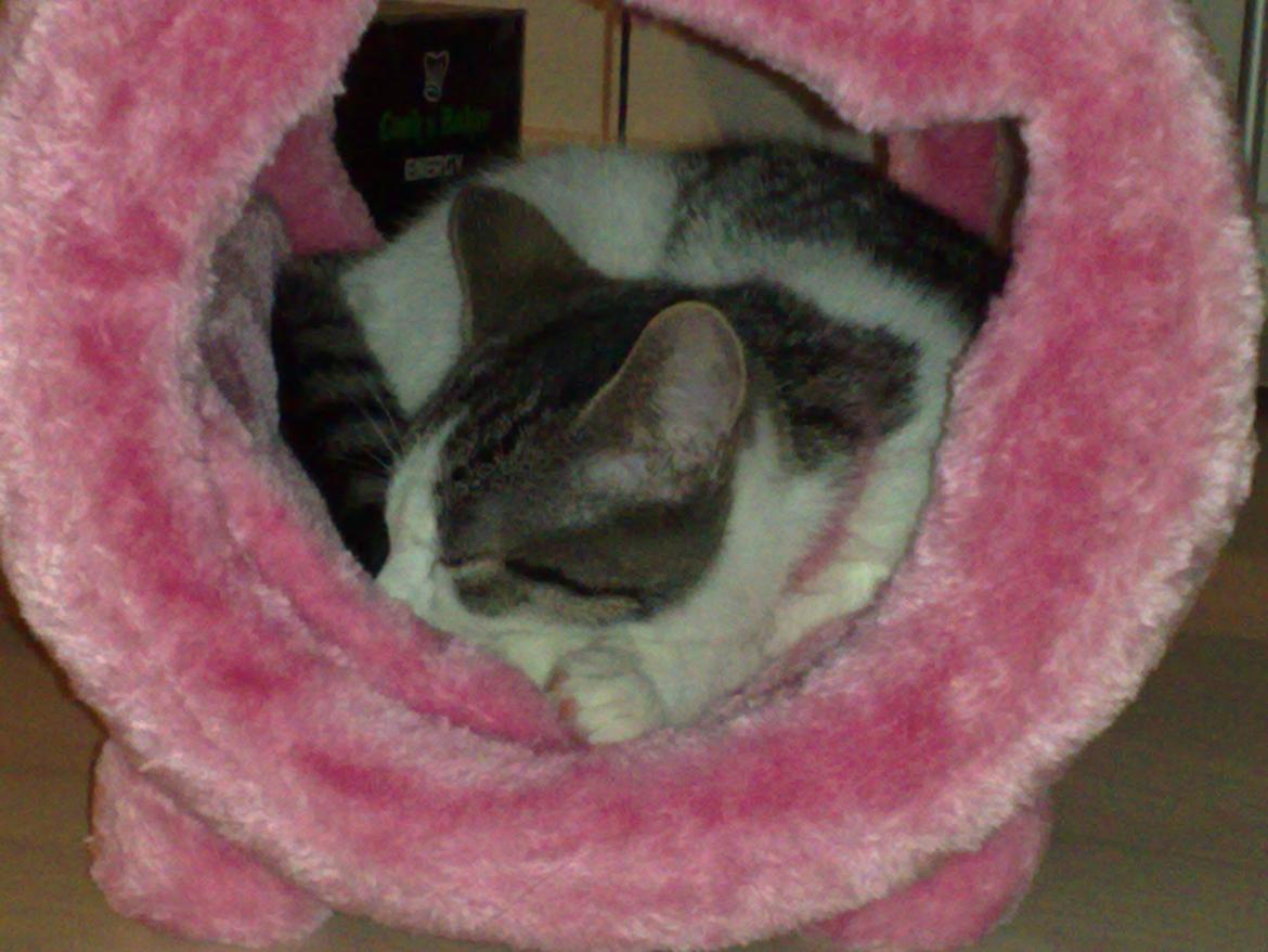 Huskat Berta billede 3