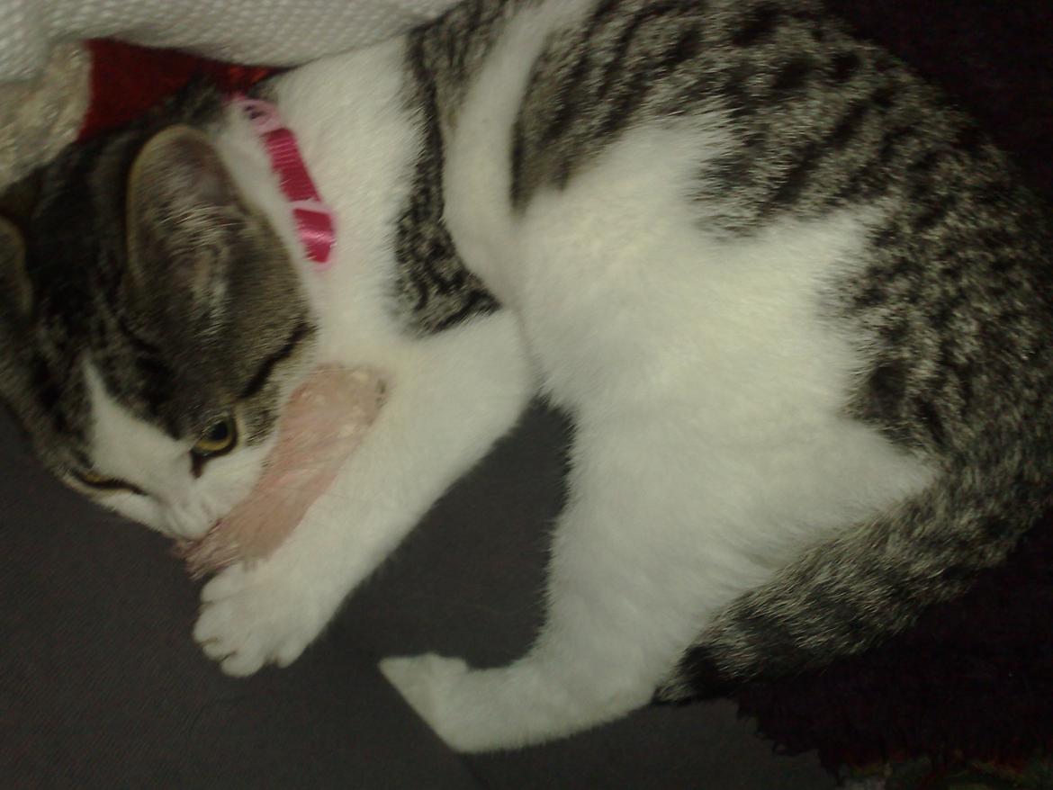 Huskat Berta billede 4