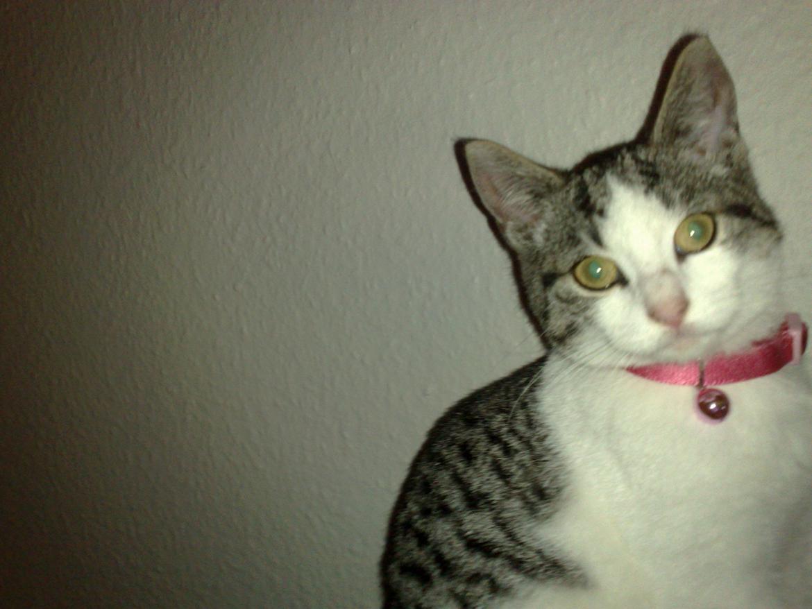 Huskat Berta billede 5