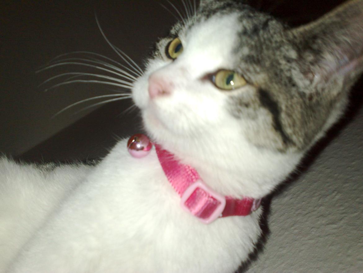 Huskat Berta billede 6