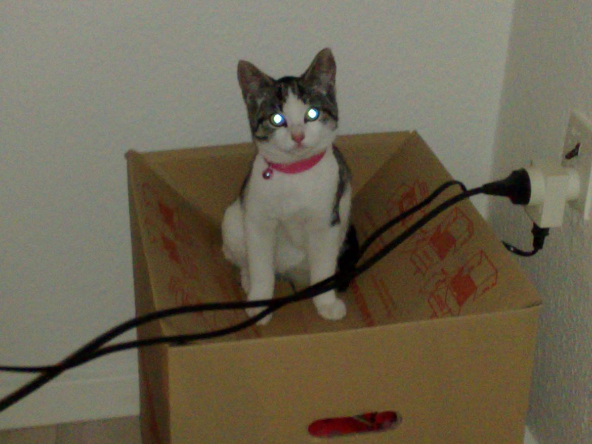 Huskat Berta billede 7