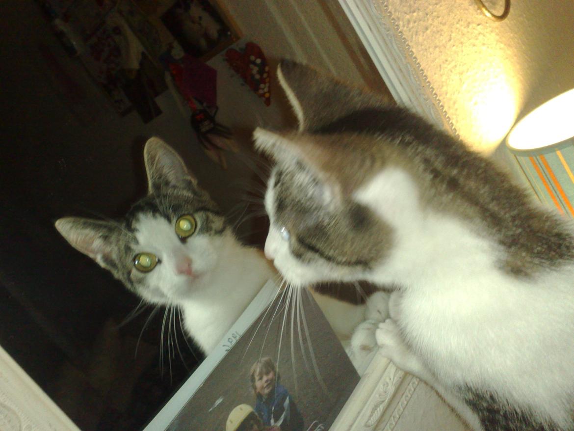 Huskat Berta billede 8