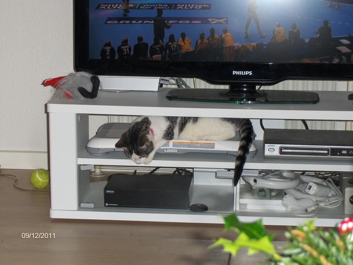 Huskat Berta billede 9