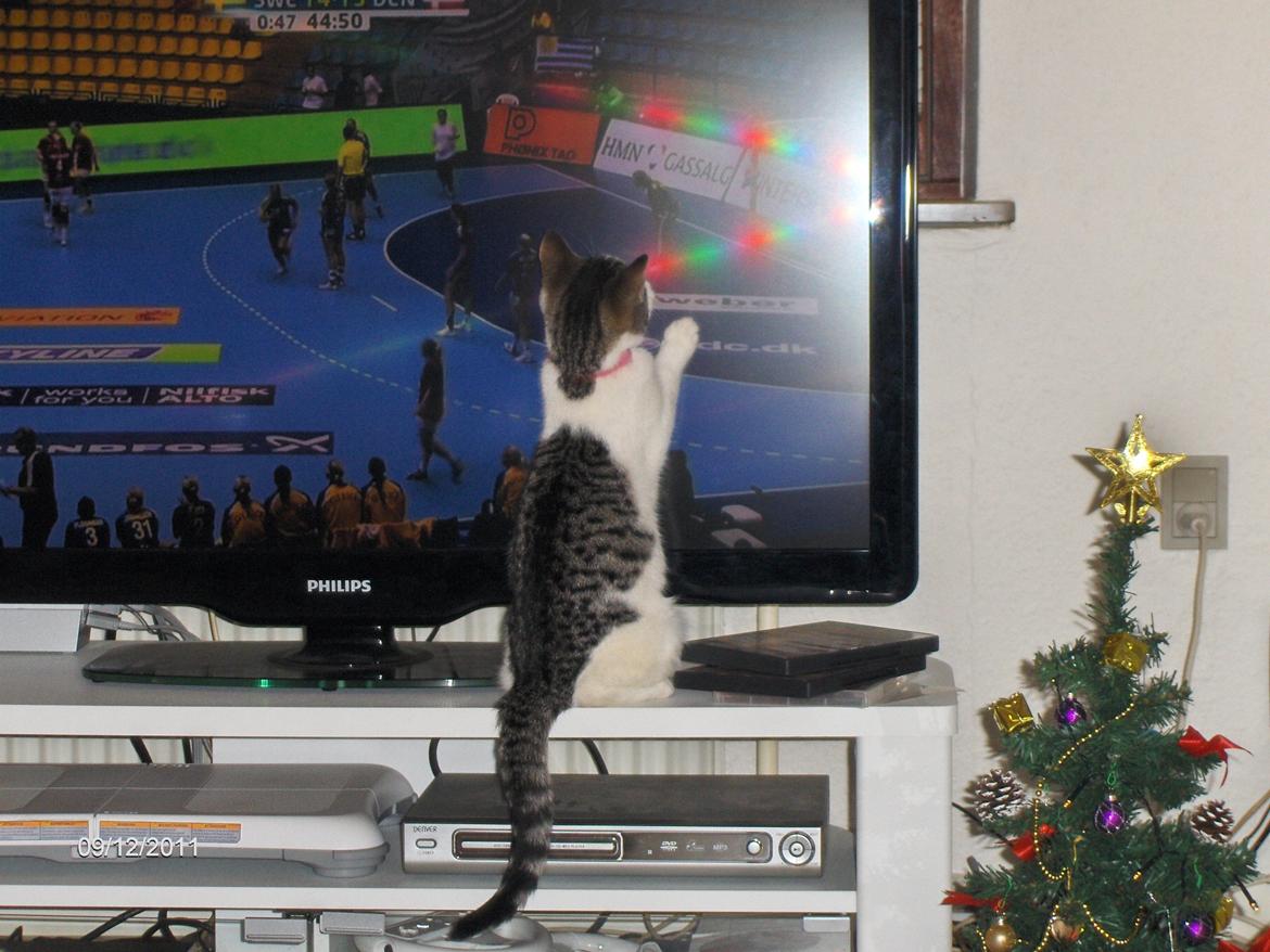 Huskat Berta billede 10