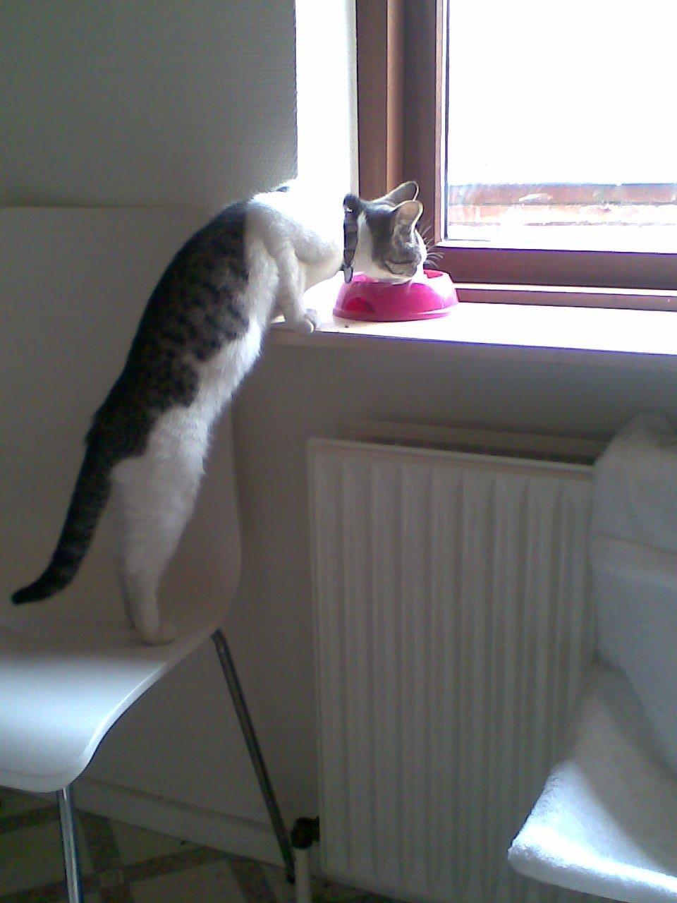 Huskat Berta billede 11