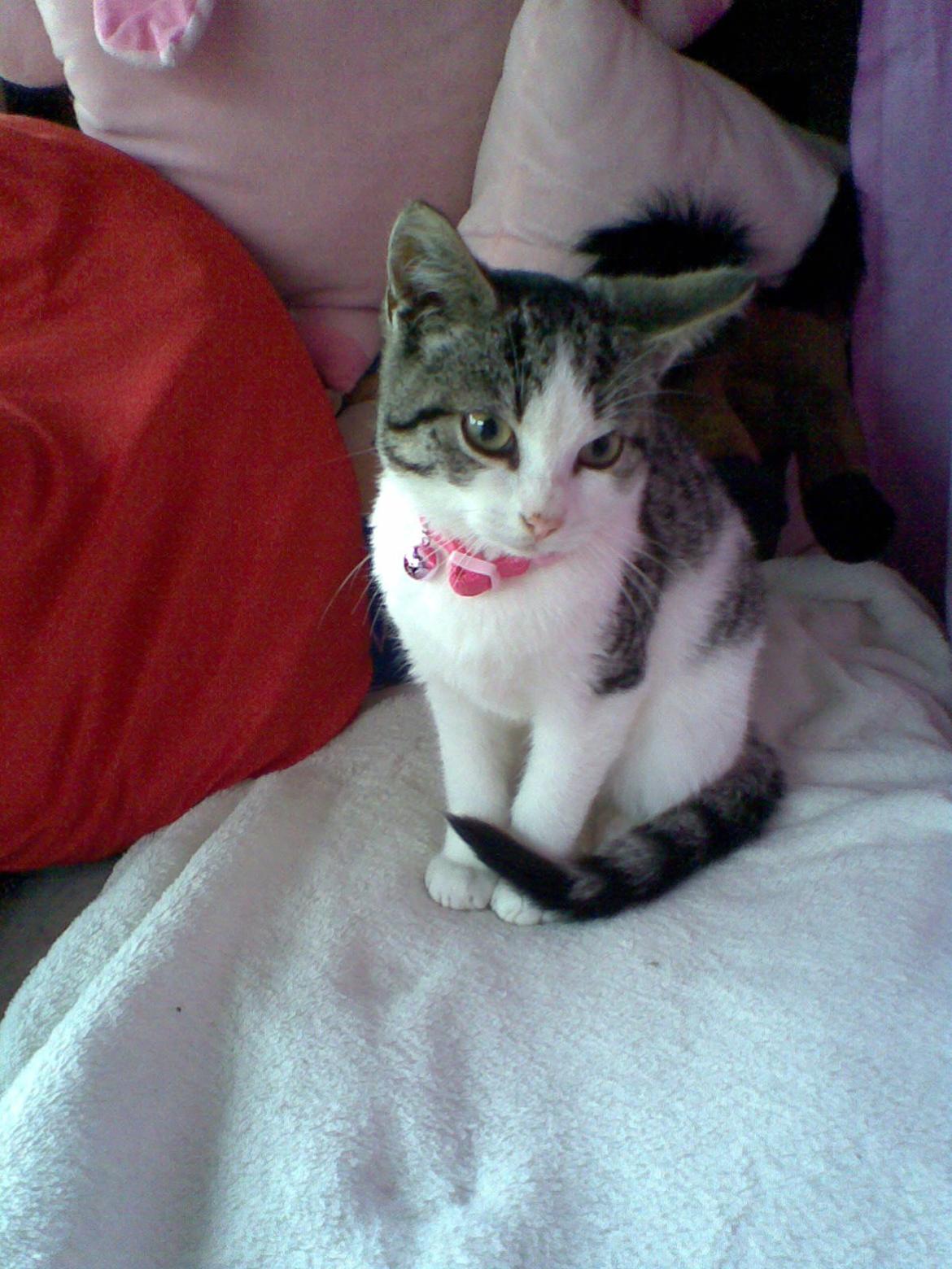 Huskat Berta billede 12