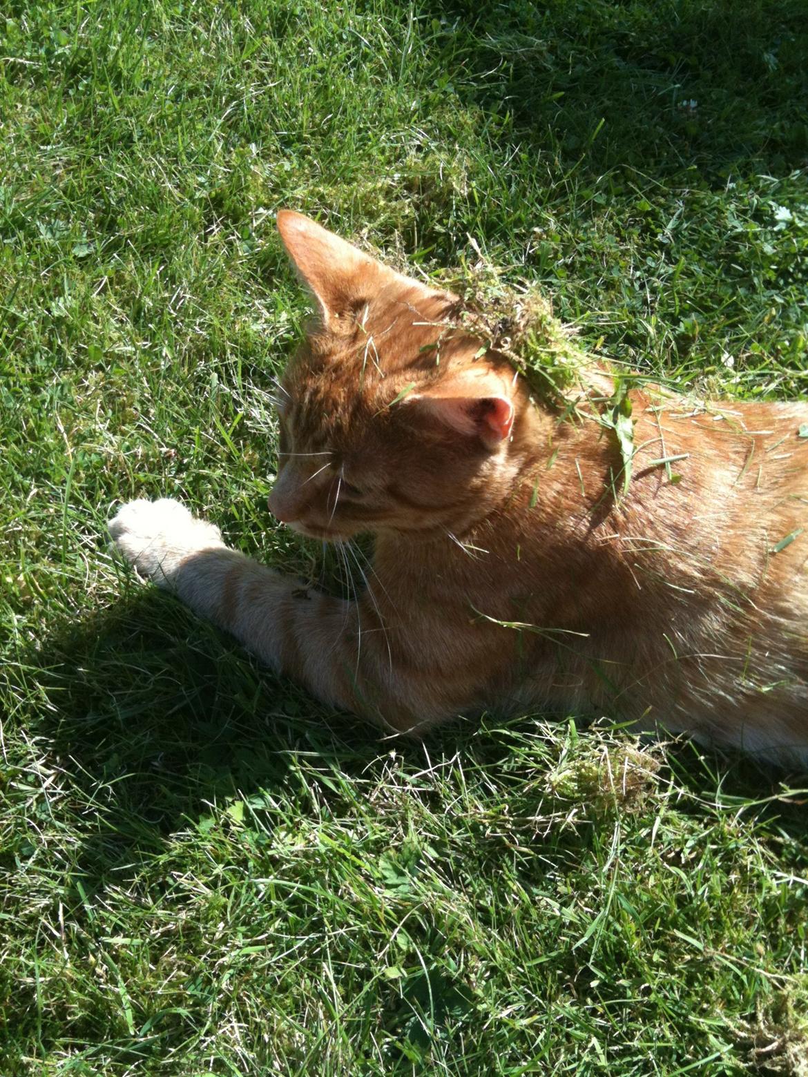 Huskat Chivas - Undskyl, kom til at rive græsset op billede 8