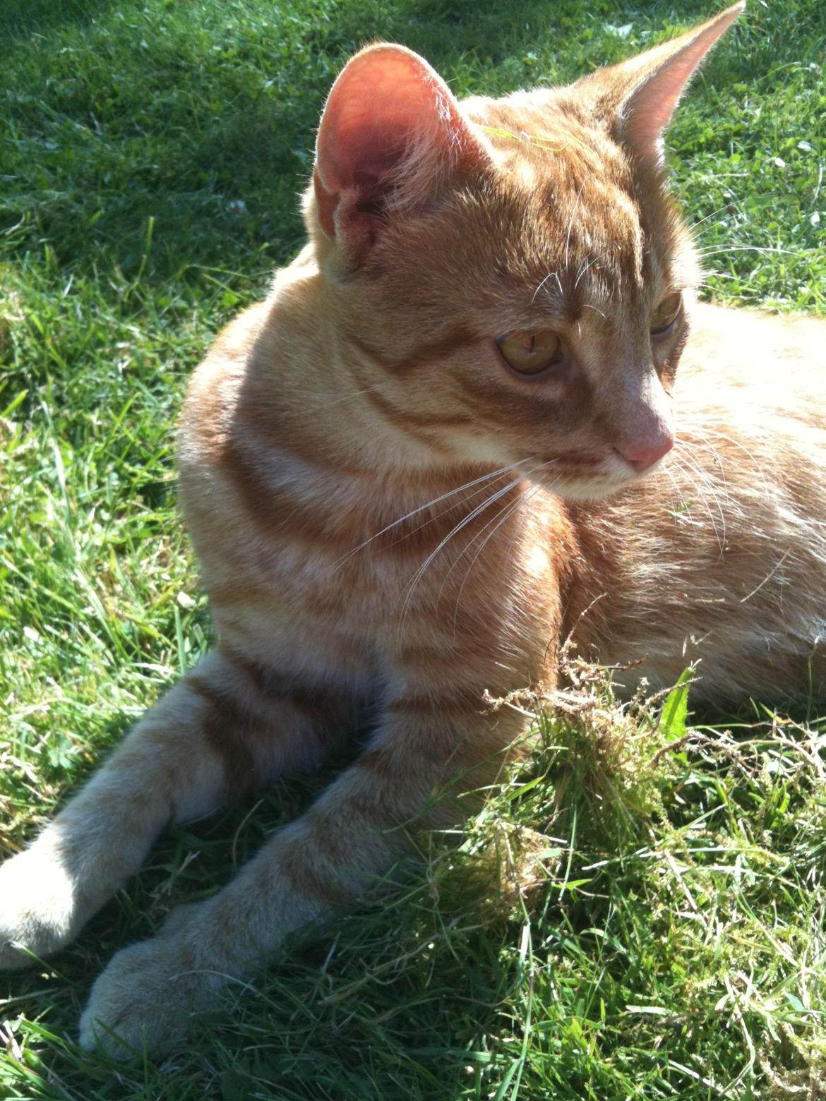 Huskat Chivas - Hov der var en lyd billede 9