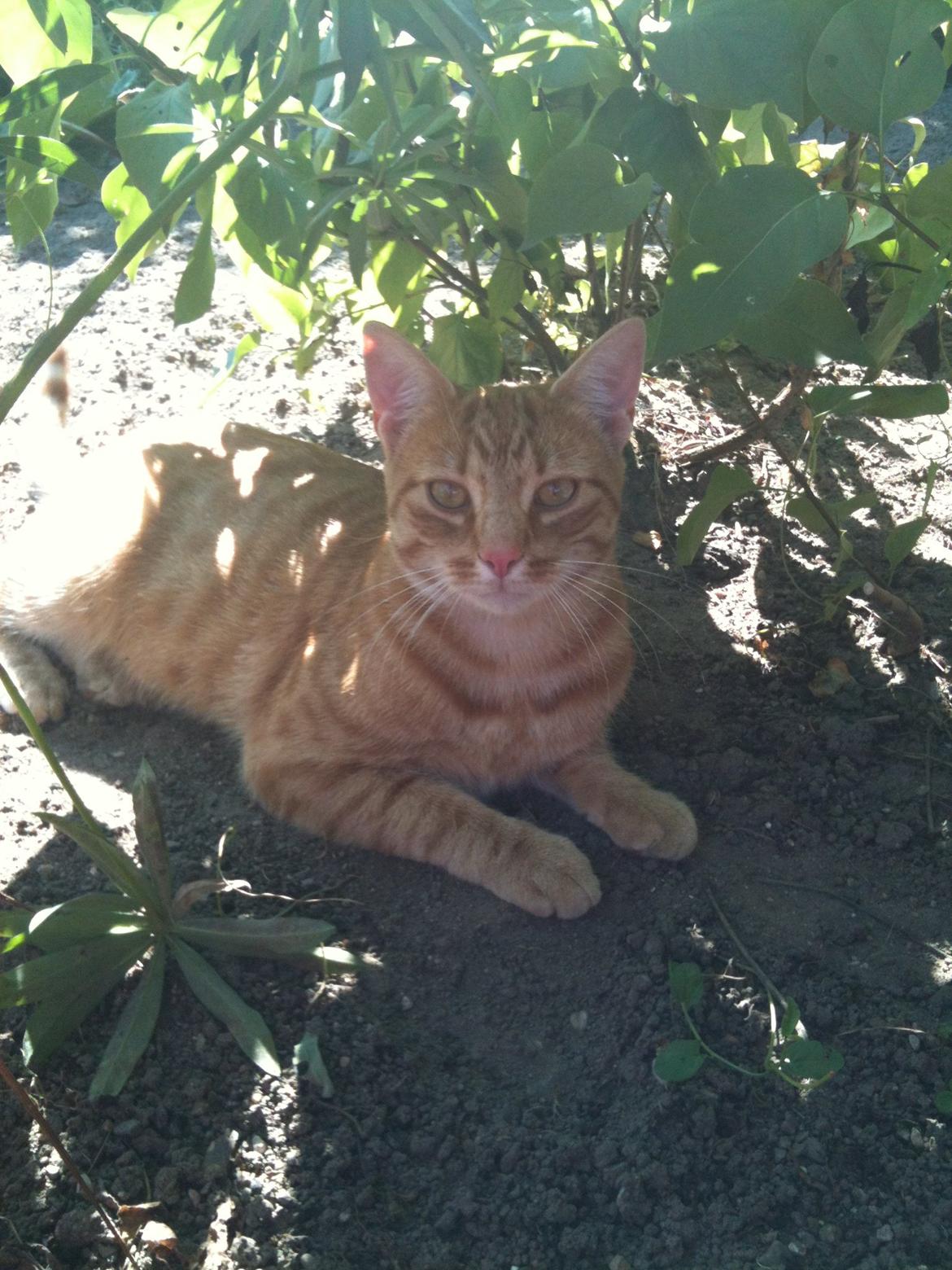 Huskat Chivas - Nå der var ikke noget jeg kan holde vagt her billede 10