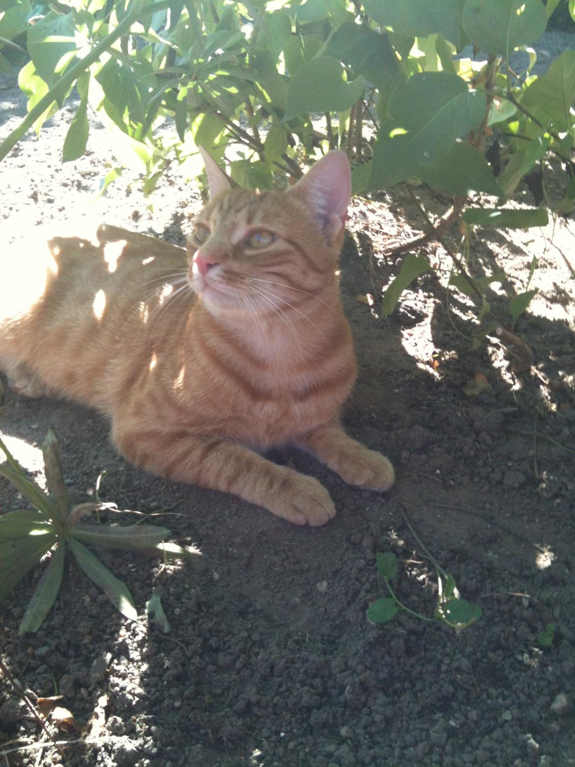 Huskat Chivas - Det her er da lige til at klare billede 11