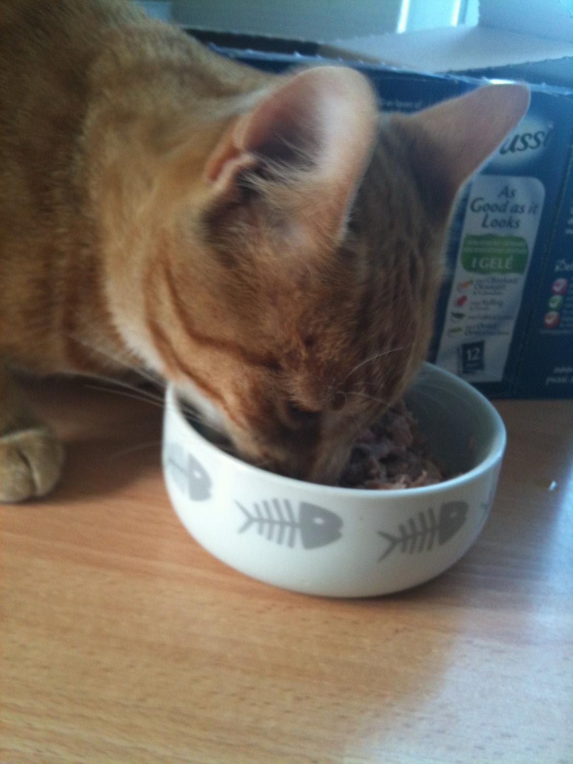 Huskat Chivas - Mmm dejlig tun billede 12