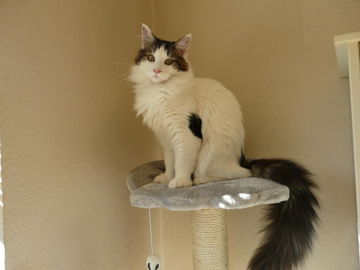 Maine Coon Tais billede 2