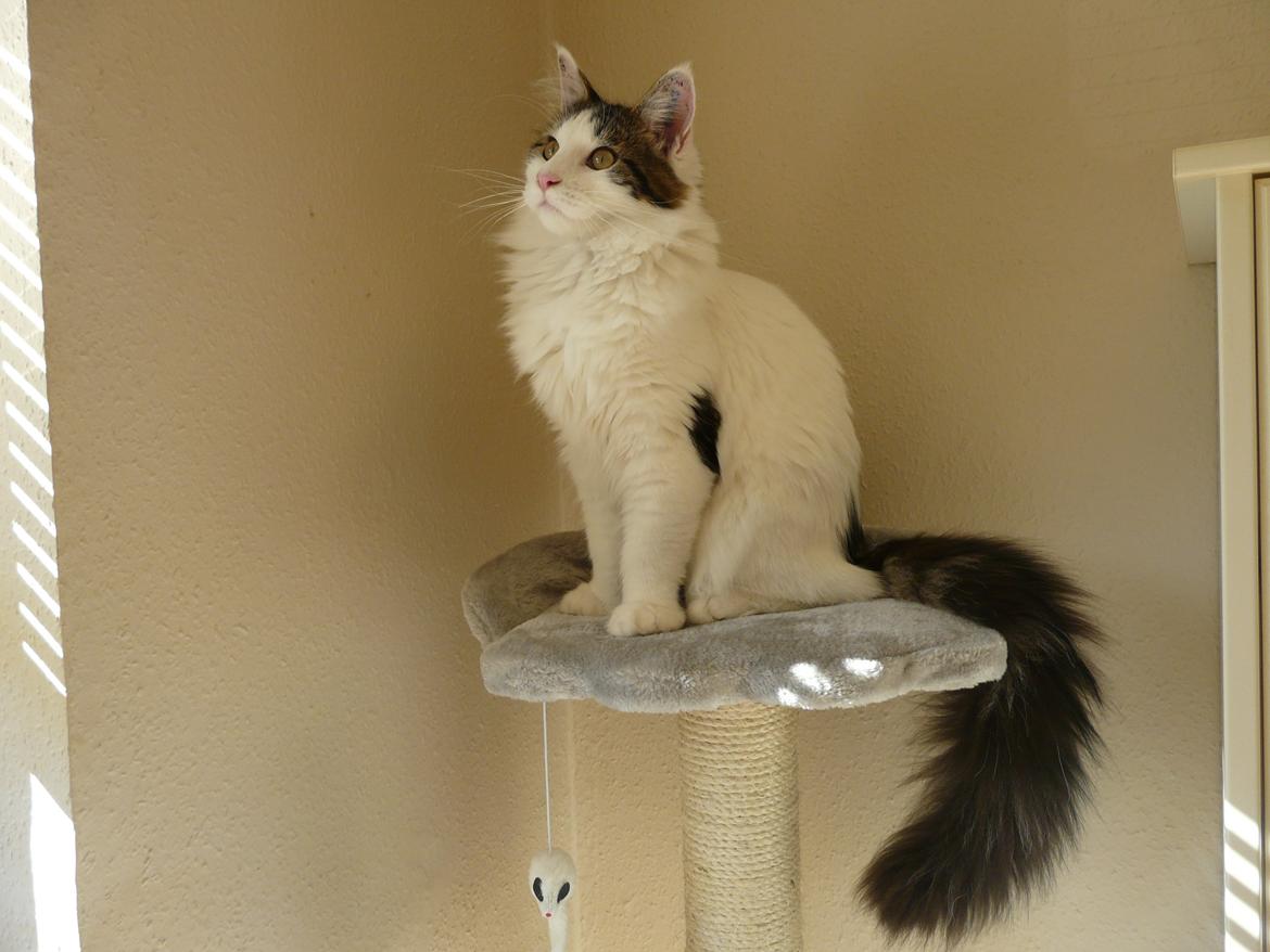 Maine Coon Tais billede 1