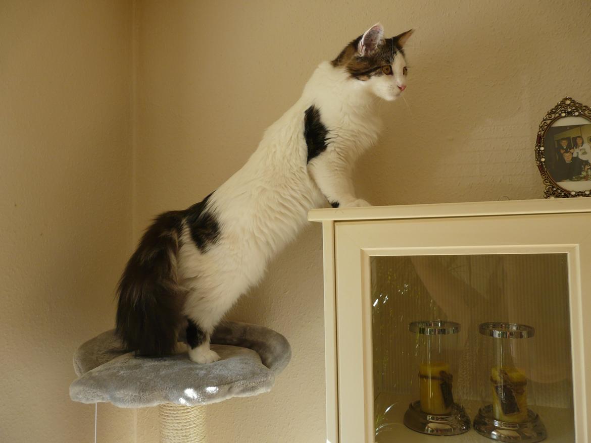 Maine Coon Tais billede 3