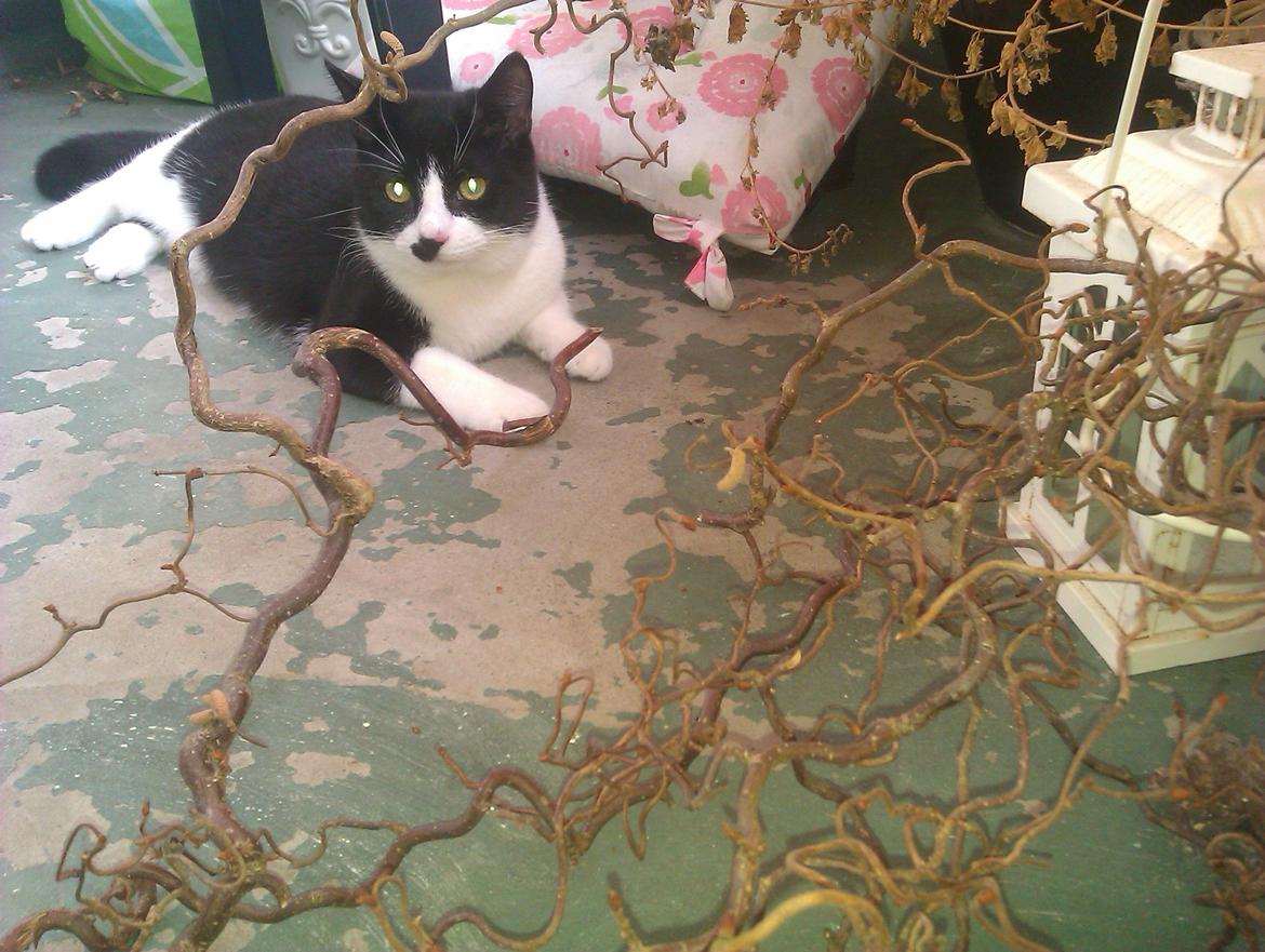 Huskat Dexter - Jeg ligger lige i skyggen og nyder solen på mormors altan :D billede 10