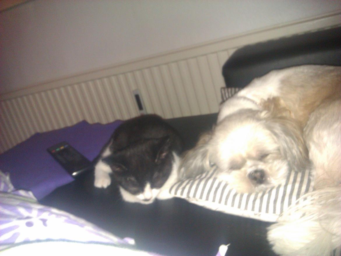 Huskat Dexter - Jeg elsker mig storesøster rigtig meget <3
 billede 11