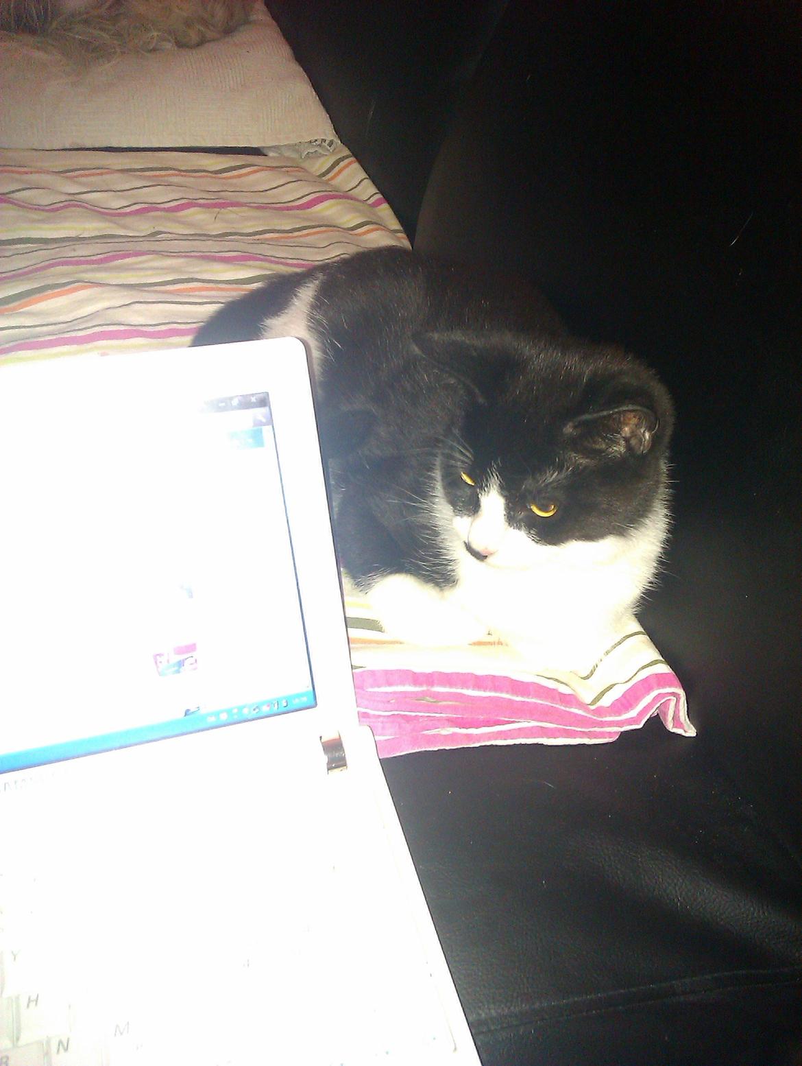 Huskat Dexter - Hvad laver du mor? Må jeg lige kigge lidt med ? billede 12