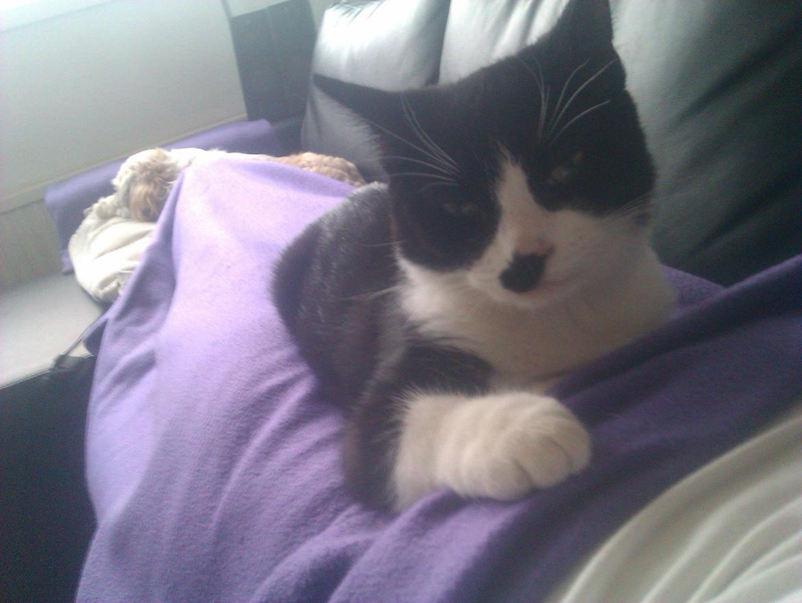 Huskat Dexter - Ligger og putter på mors mave, på sofaen :) billede 13