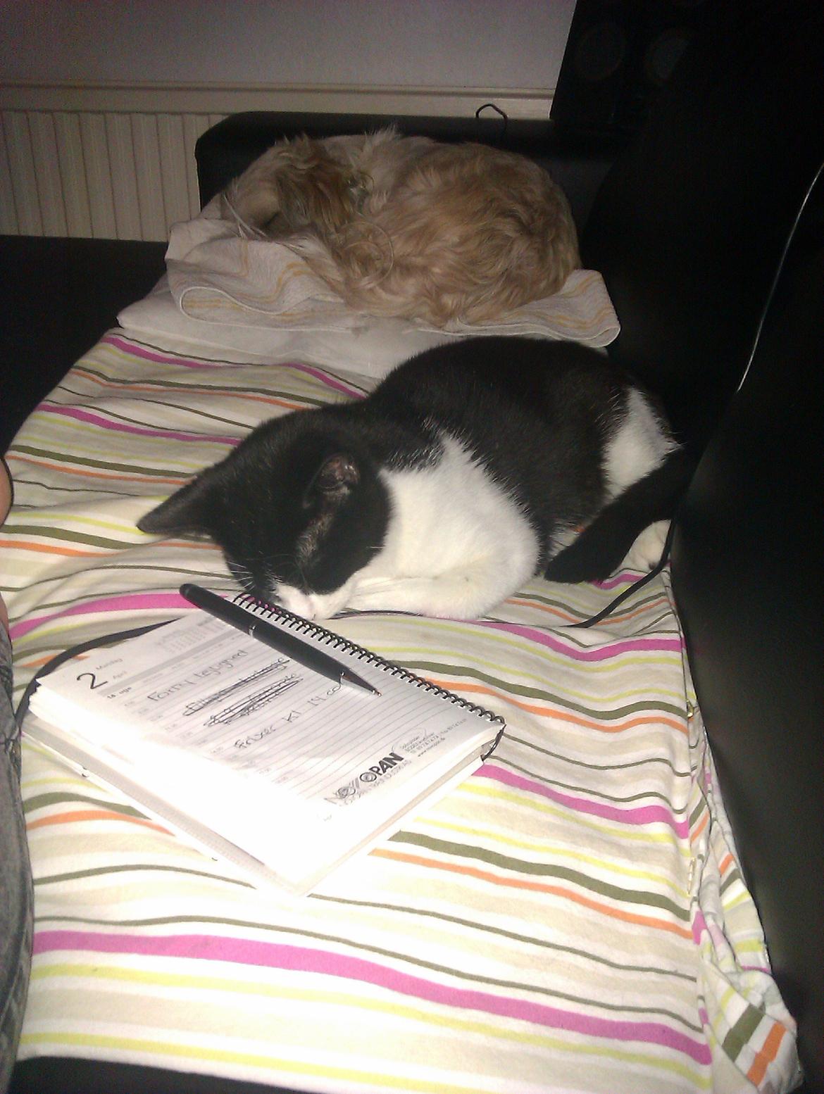 Huskat Dexter - Træt efter at ha leget hele aftnen :) billede 14