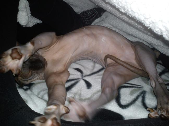 Sphynx Lukaz - *GAAAAB* billede 10